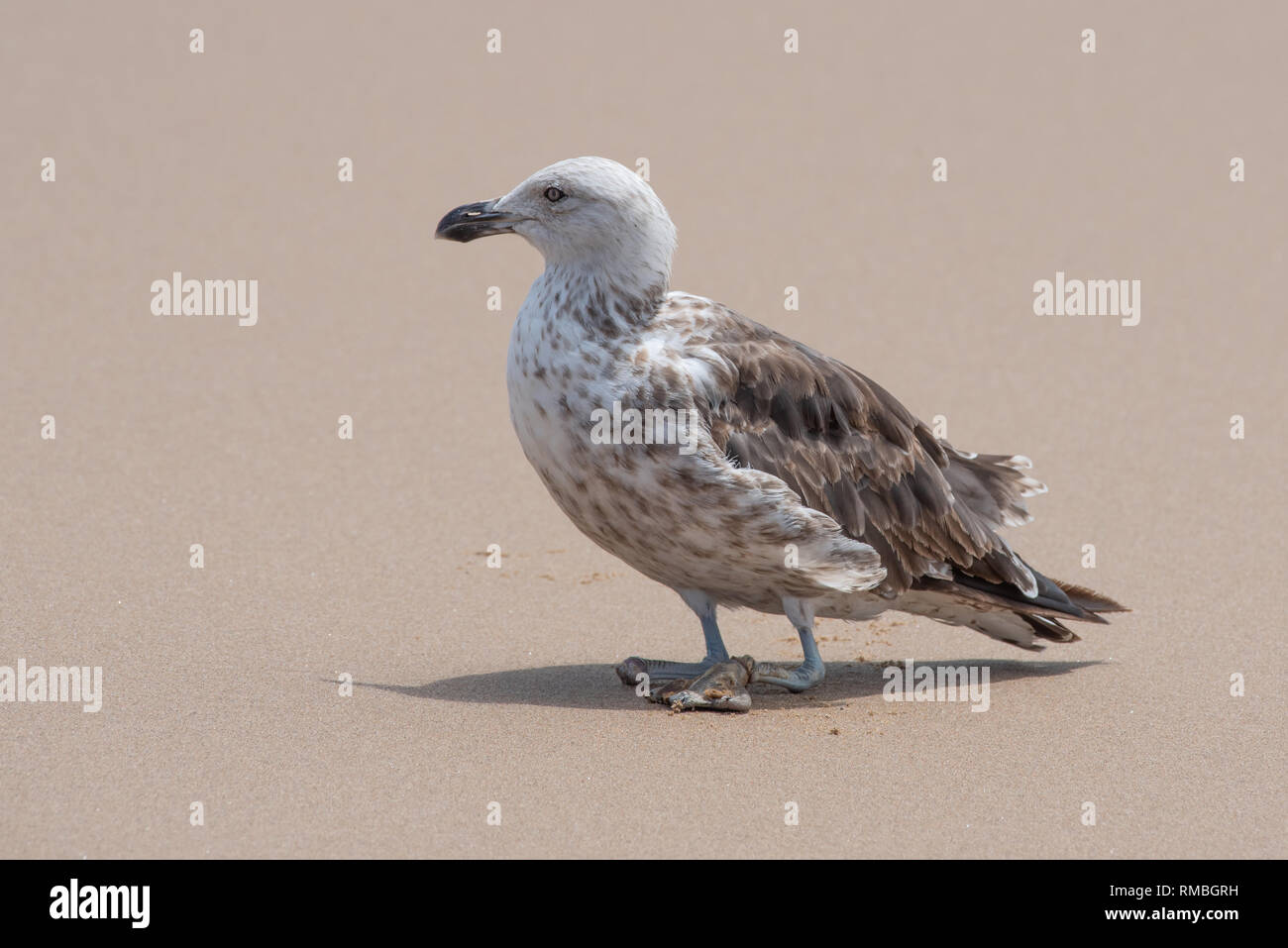 Pollution and human waste products take their toll on wild animals. Pictured is a juvenile kelp gull which has already lost one foot and is about to l Stock Photo