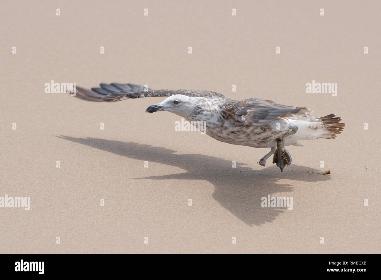 Pollution and human waste products take their toll on wild animals. Pictured is a juvenile kelp gull which has already lost one foot and is about to l Stock Photo