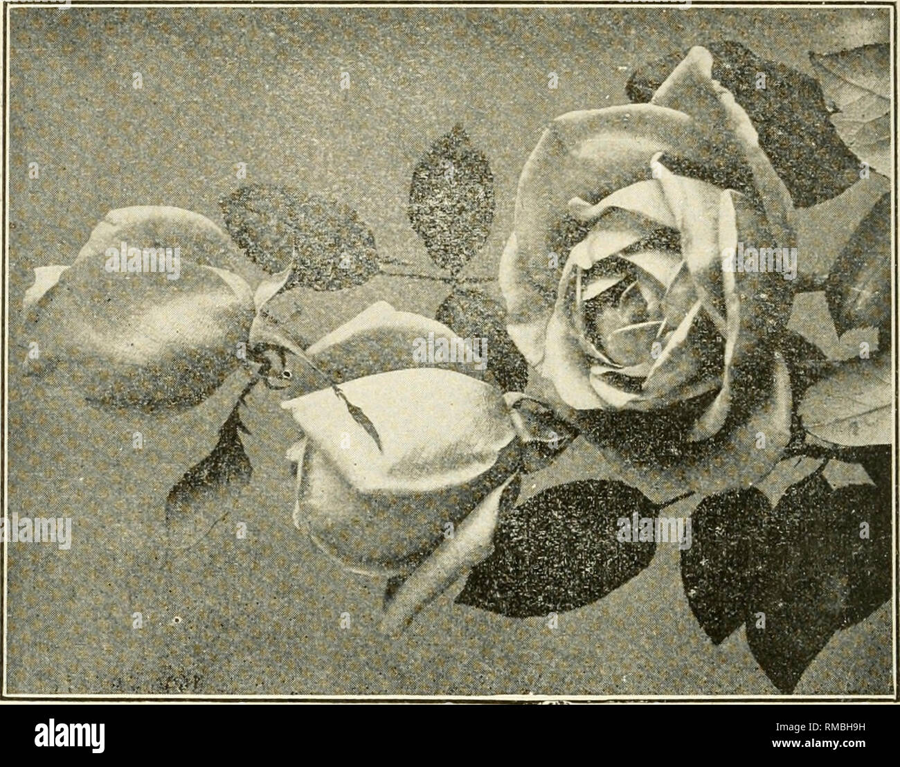 Annual Proceedings And Bulletin Roses Li Re X R U 03 Gt 5 Quot 2 W 0 Ctjc J C O J2 Cc 5c E A S