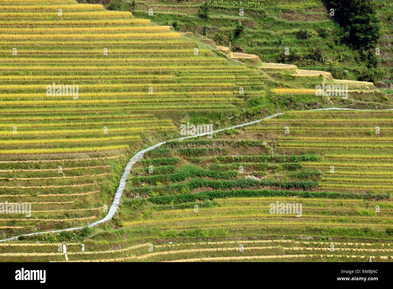The yellow green Longsheng Rice Terraces Dragon's Backbone also known ...