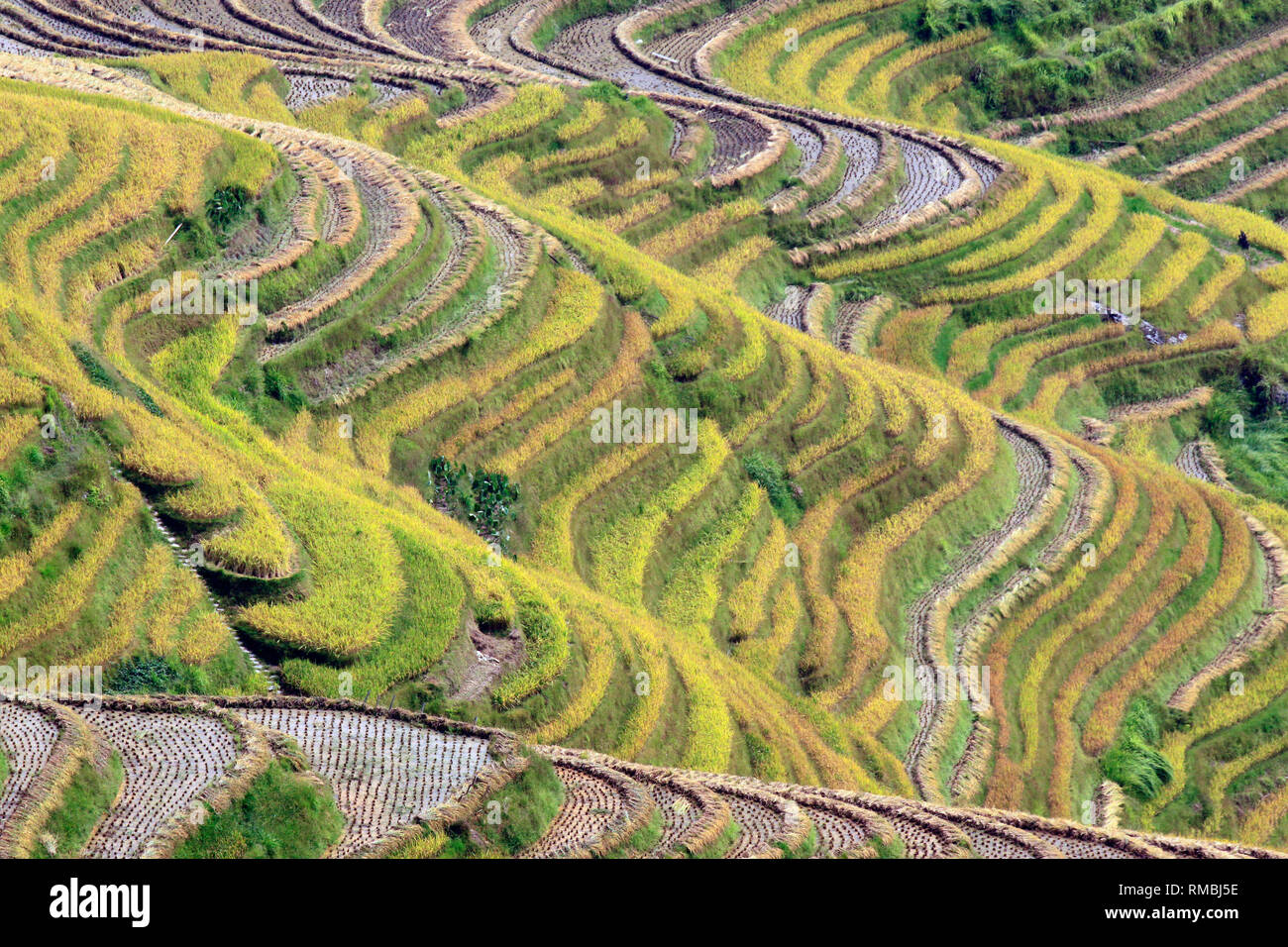 The yellow green Longsheng Rice Terraces Dragon's Backbone also known as Longji Rice Terraces Stock Photo