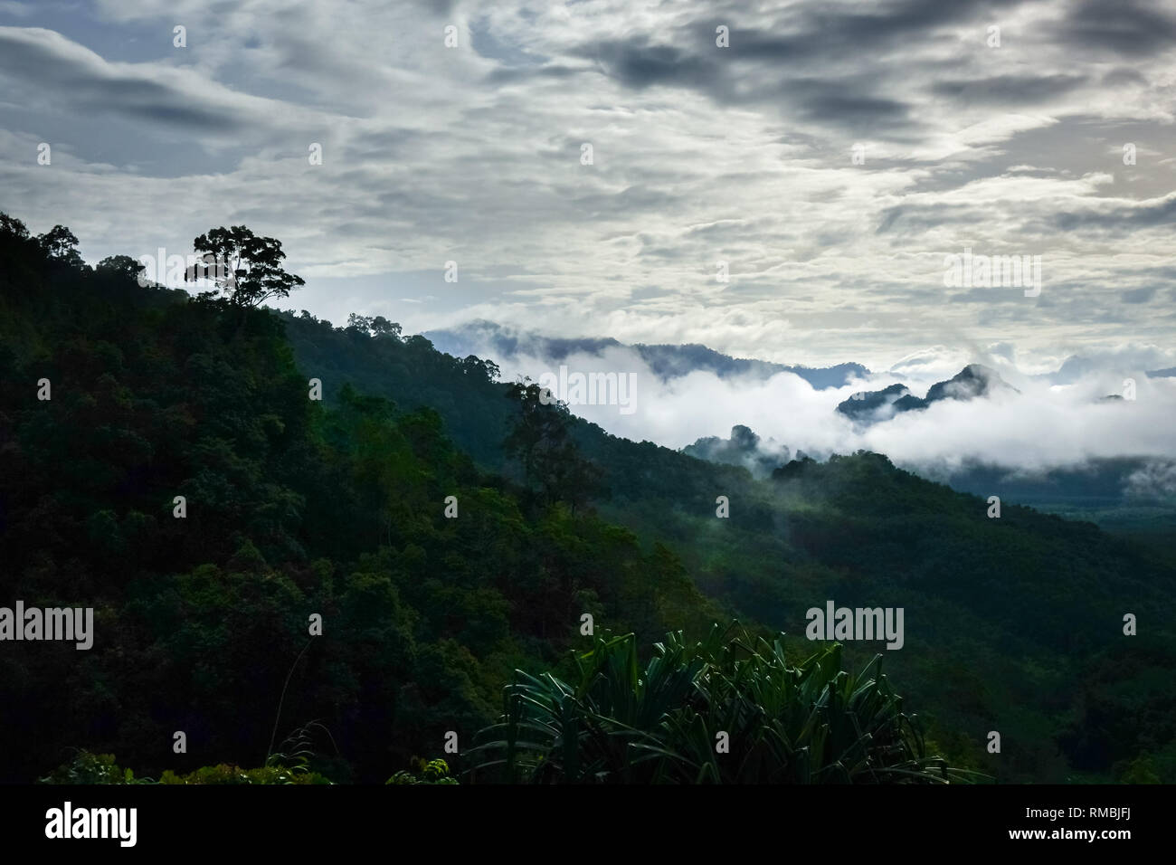 Khao Sok National Park jungle landscape, Thailand Stock Photo - Alamy