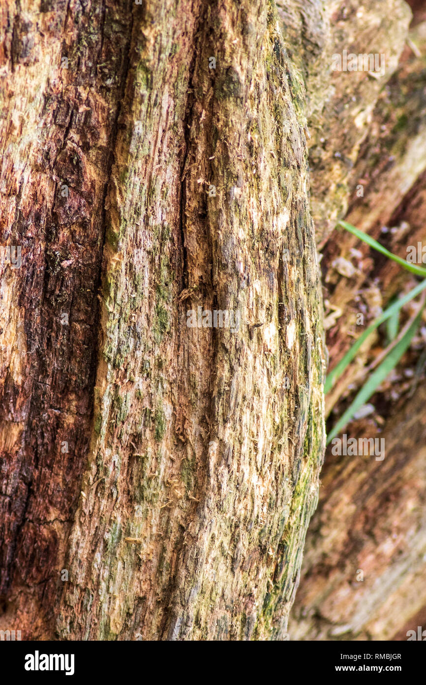 Rotting tree background and texture close-up Stock Photo