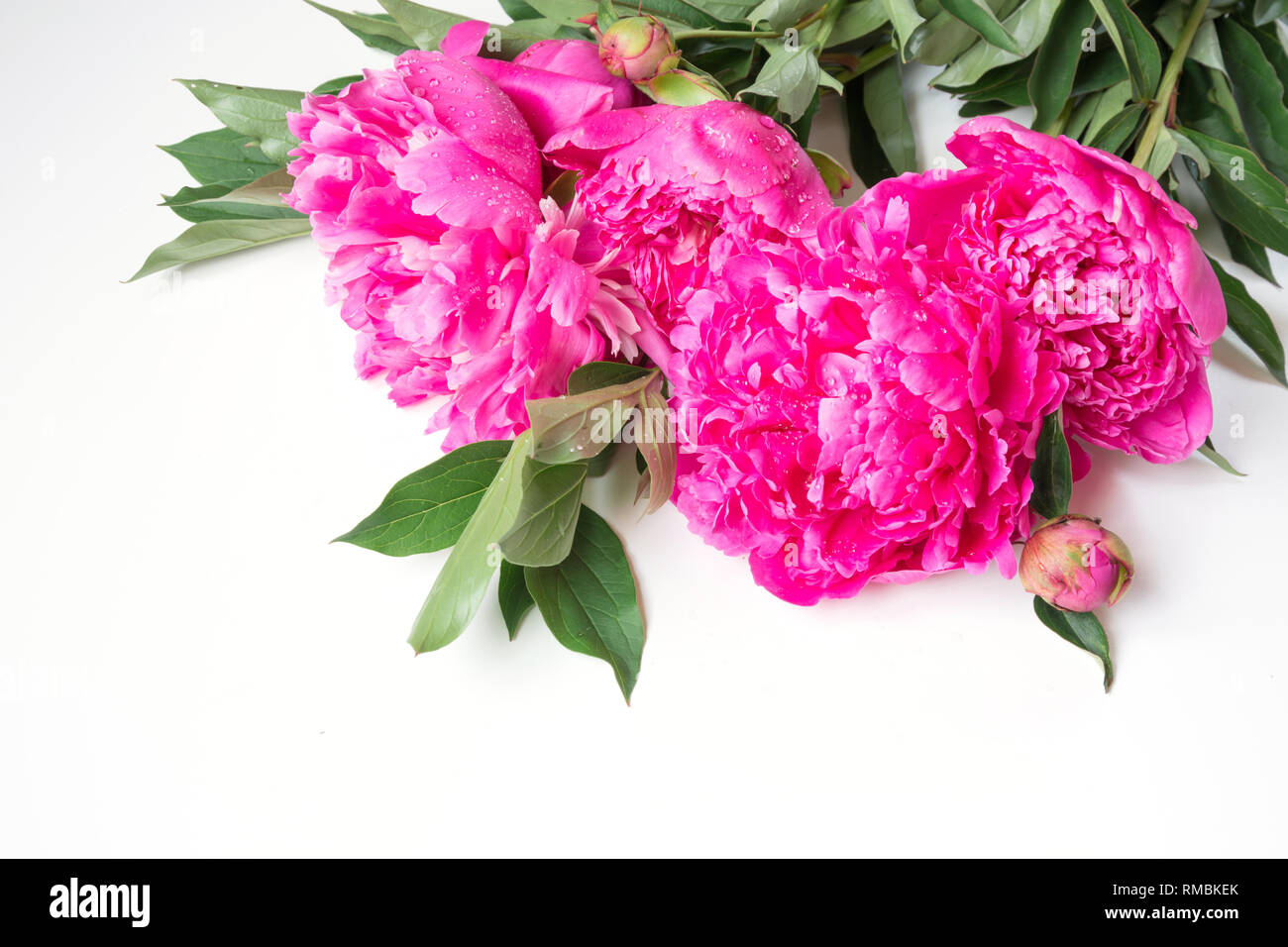 Bouquet of beautiful pink peony flowers as frame on white background ...