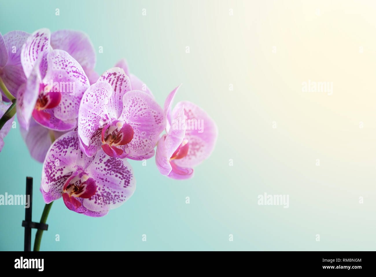Orchid light blue background hi-res stock photography and images - Alamy