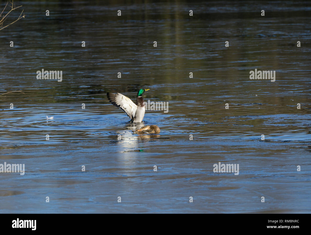 Pair Mallard ducks just after mating Milton Park Cambridge Stock Photo