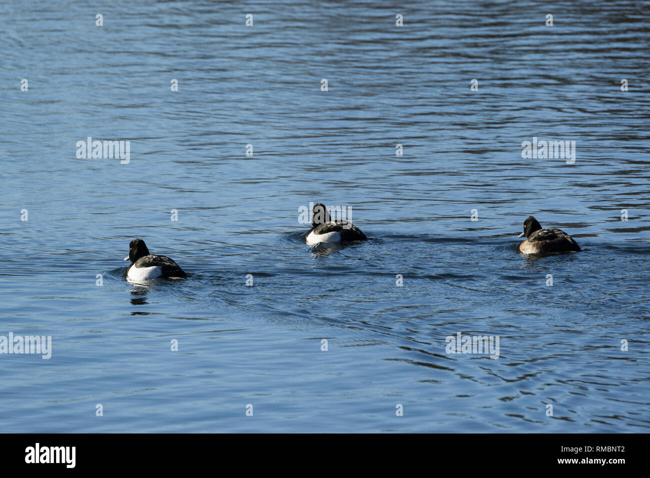 Three tufted ducks swimming away Milton Park Cambridge Stock Photo