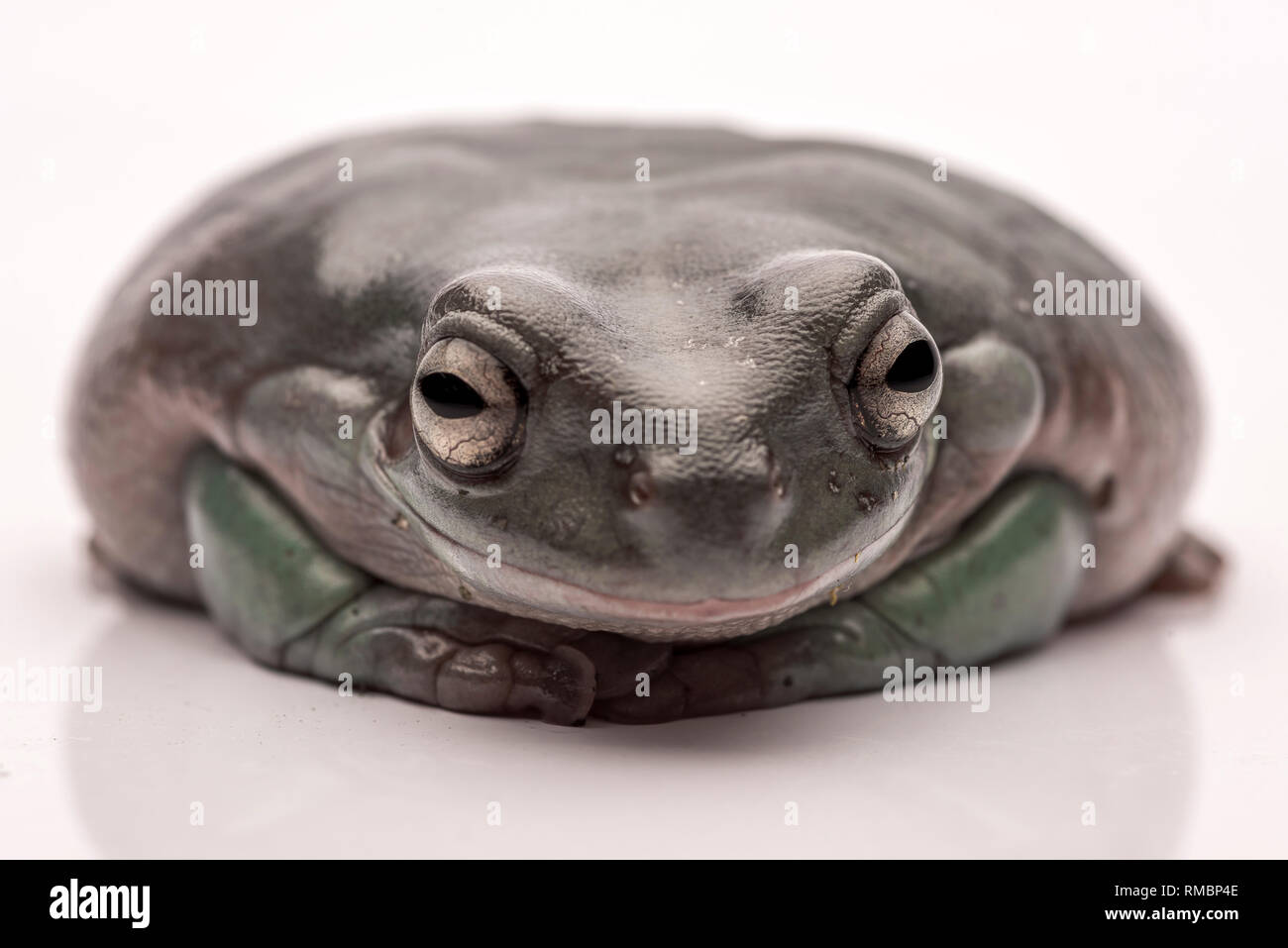 A big, fat Australian Tree Frog, sitting on the ground. Isolated against a pure white background. Focus on the eyes. Room for copy Stock Photo