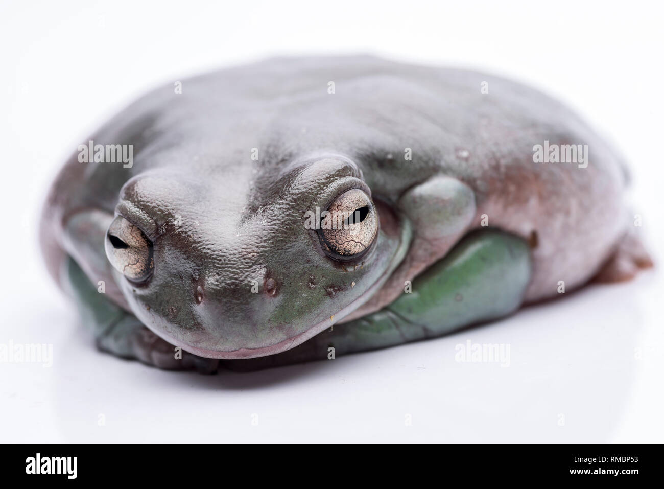 A big, fat Australian Tree Frog, sitting on the ground. Isolated against a pure white background. Focus on the eyes. Room for copy Stock Photo
