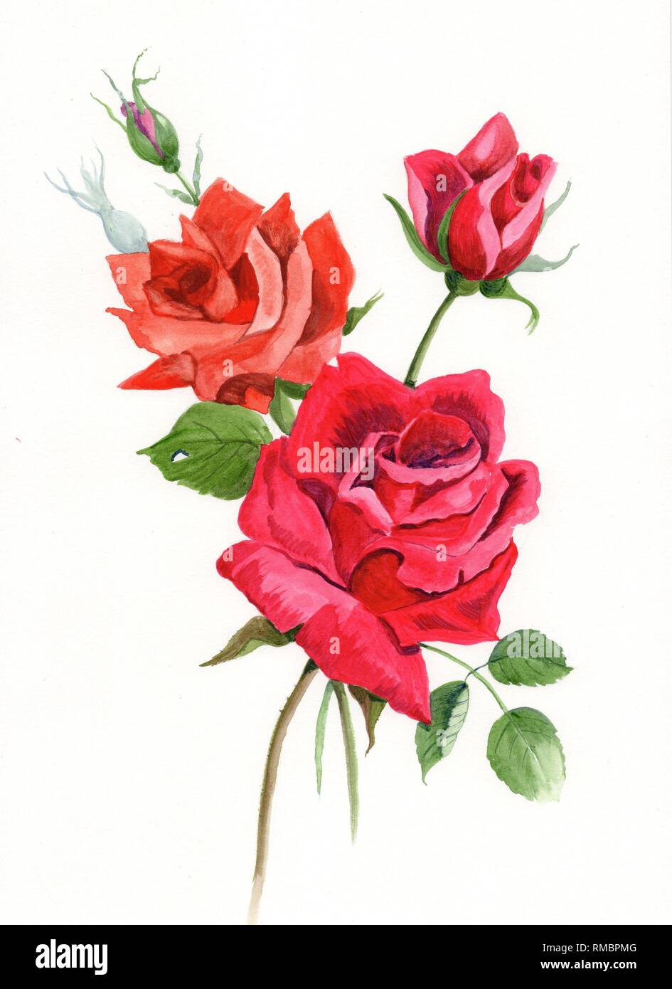 Red Roses original painting in watercolour Stock Photo