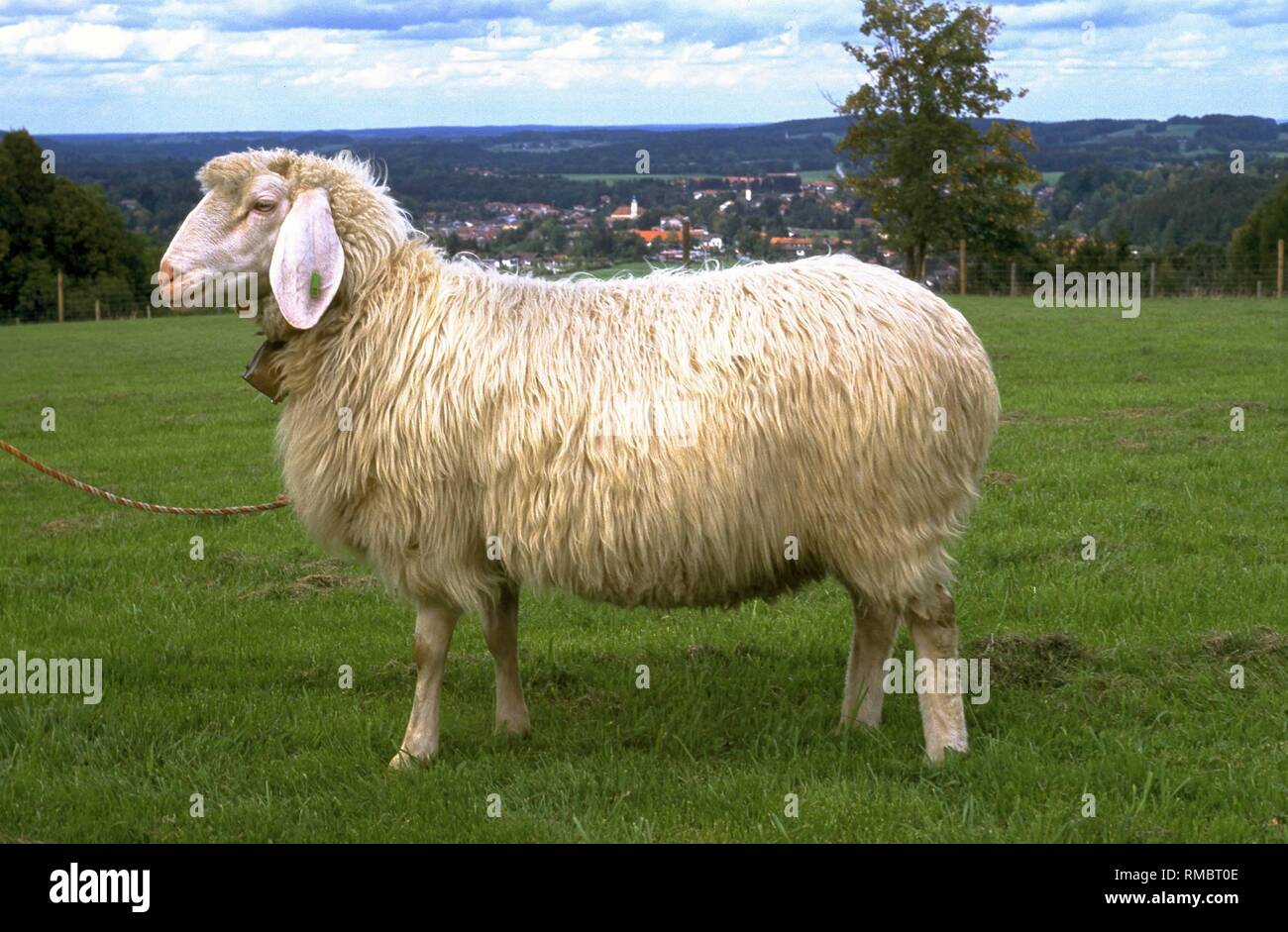Sheep Limbs High Resolution Stock Photography And Images Alamy