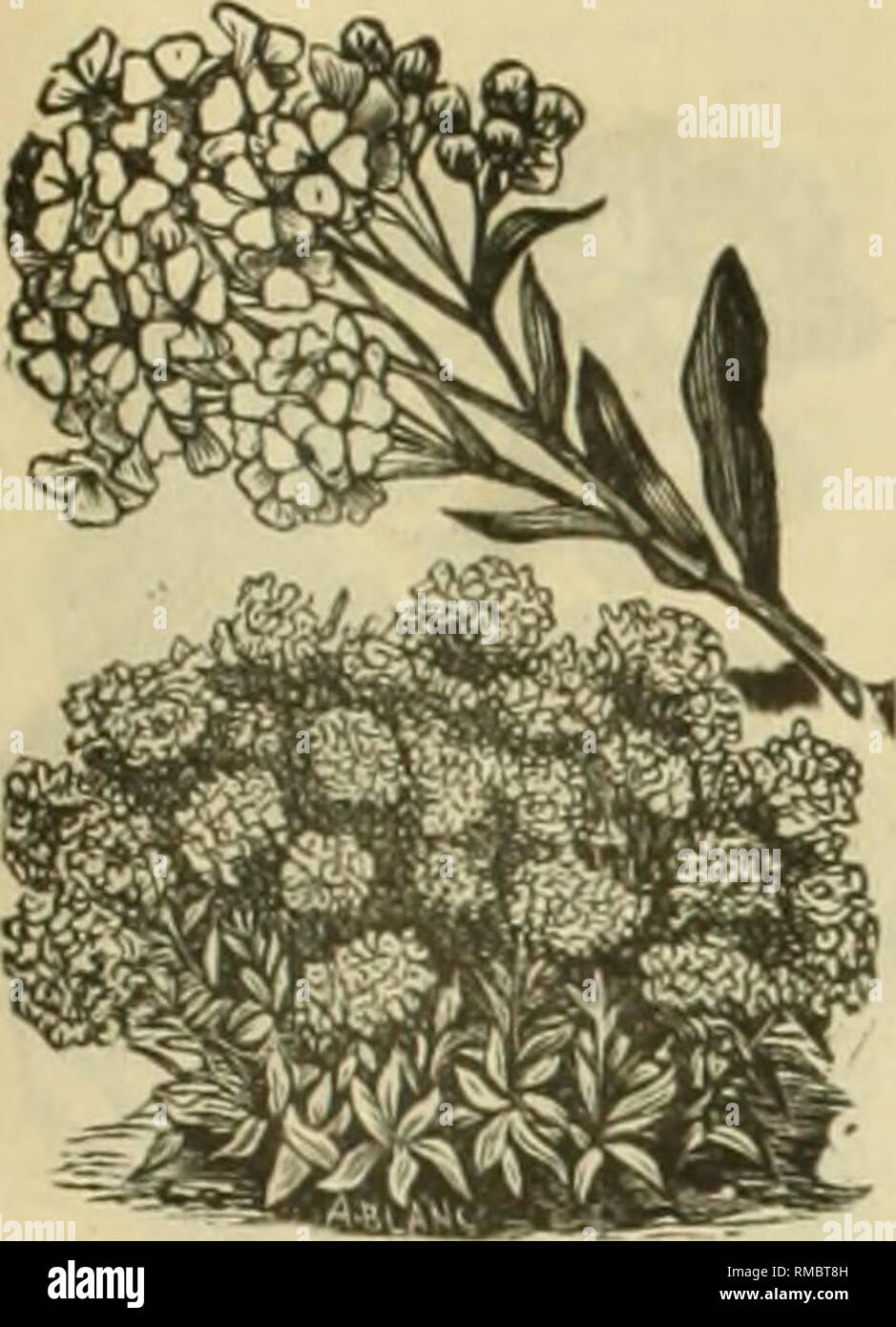 Annual Illustrated Seed Catalogue Select Flower Seeds 37 Price List O F Seleet Ploluer Seeds Ilatt Tliou Not Smelt The Breath Of Morning Flowers New Sweetened With The Dash Of Twili Gt Ht Annual Illustrated Seed Catalogue Select Flower Seeds 37 Price List O F Seleet Ploluer Seeds Ilatt Tliou Not Smelt The Breath Of Morning Flowers New Sweetened With The Dash Of Twili Gt Ht