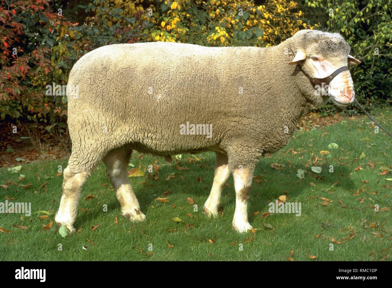 The Merino meat sheep is a medium-sized sheep with good fertility and an  outstanding meat-producing capacity. It is particularly suitable for  bountiful soils in arable and grassland areas. This breed is threatened