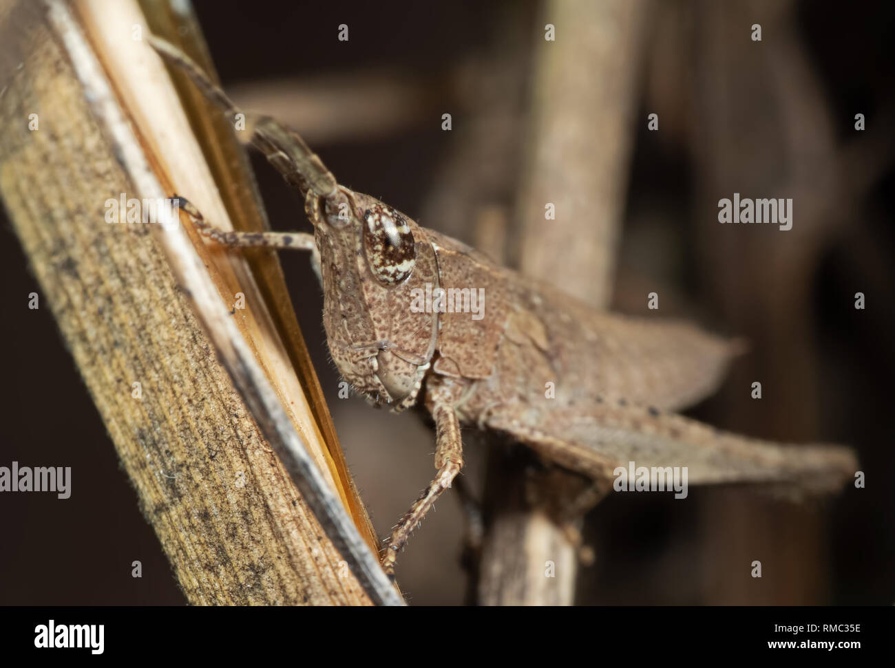 Macro Photography of Brown Grasshopper Camouflage on Twig, Selective Focus Stock Photo