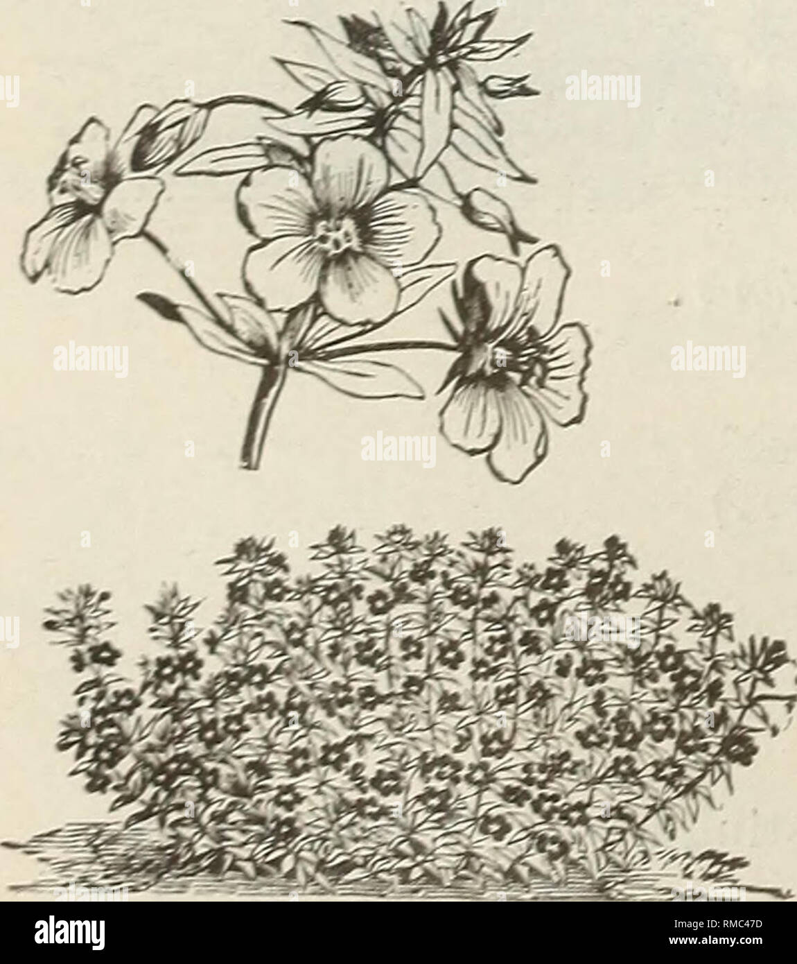. Annual descriptive catalogue 1895 : seeds. Vegetables Seeds Catalogs; Flowers Seeds Catalogs; Plants, Ornamental Catalogs; Gardening Equipment and supplies Catalogs; Commercial catalogs Connecticut New Haven. ALONSOA. (Mask Flower.) Handsome bedding plant, producing flowers of great brilliancy from early Summer until frosts; half hardy annual. Grandiflora. Scarlet Per pkt $ 05 ALYSSUM SWEET. Very pretty little plant for edging or ribbon lines, blooming all Summer; they also succeed in the greenhouse for Winter and early spring flowers. Hardy Annual. White, in clusters: very sweet. Per pkt..  Stock Photo