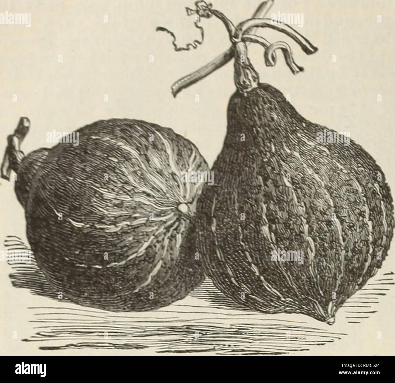 Annual Descriptive Catalogue 1895 Seeds Vegetables Seeds