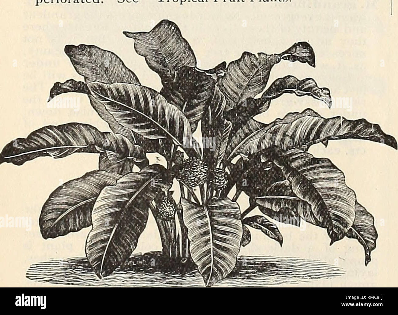 . Annual illustrated and descriptive catalogue of new, rare and beautiful plants and seeds. Nurseries (Horticulture) Florida Catalogs; Plants, Ornamental Catalogs; Flowers Catalogs; Tropical plants Catalogs; Fruit trees Seedlings Catalogs. 58 THE AMERICAN EXOTIC NURSERIES, SEVEN OAKS, FLORIDA. MARANTA ARUNDINACEA. (Bermuda Arrowroot.) The economic value of this plant is well known; it is also a rather handsome plant, and will not be out of place to grow among carinas and other foliage plants. 15 cts. each, Si.25 per dozen. We have several other species of Maranta, with ele- gantly variegated f Stock Photo