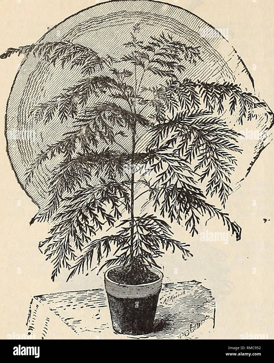 Annual Illustrated And Descriptive Catalogue Of New Rare And Beautiful Plants And Seeds Nurseries Horticulture Florida Catalogs Plants Ornamental Catalogs Flowers Catalogs Tropical Plants Catalogs Fruit Trees Seedlings Catalogs 6o The ✅ tested by the users. alamy