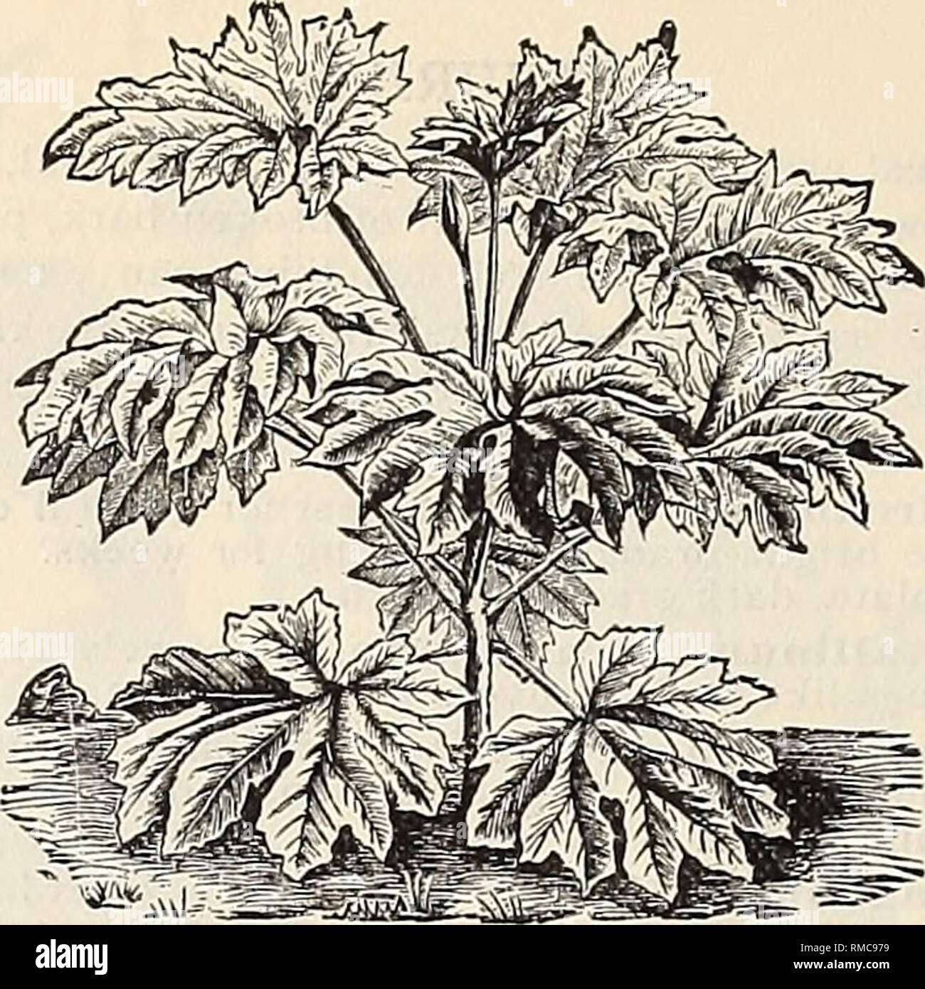 . Annual illustrated and descriptive catalogue of new, rare and beautiful plants and seeds. Nurseries (Horticulture) Florida Catalogs; Plants, Ornamental Catalogs; Flowers Catalogs; Tropical plants Catalogs; Fruit trees Seedlings Catalogs. 5° THE AMERICAN EXOTIC NURSERIES, SEVEN OAKS, FLORIDA.. ARALIA. ARALIA. Exceedingly ornamental plants for greenhouse culture, and for open ground in South Florida. A. fllicifolia. Leaves fern-like ; petioles marked with oblong white spots. 50 cts. each. A. Guifoylei. A very handsome species, with variegated foliage. A rapid grower, and one of the most showy  Stock Photo