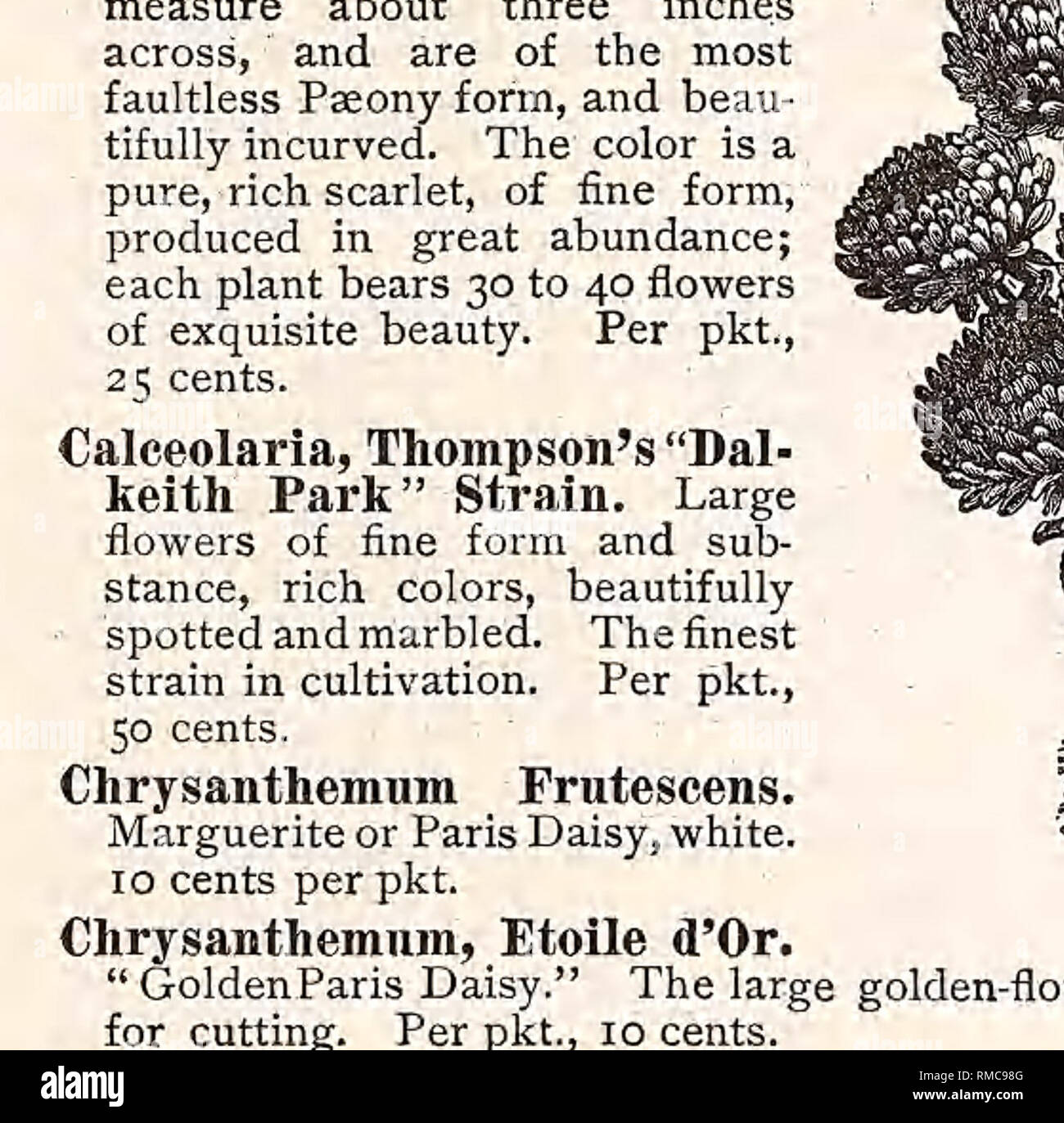 . Annual illustrated, descriptive catalogue of seeds, plants, vines, small fruits. Nurseries (Horticulture); Nursery stock; Vegetables; Seeds; Flowers; Shrubs; Ornamental trees; Fruit trees; Gardening; Equipment and supplies; Parker &amp; Wood (Firm). PARKER &amp; WOOD S FLOWER-SEED NOVELTIES FOR 1888. Cyclamen Persicum Giganteum Sanguineum. The flowers of this new variety are the largest, and of the deepest and richest shade of blood-red imaginable. From the seed offered,, very fine and in every way satisfactory results will be obtained. Per pkt., 50 cents. Dahlia, Carter's Cactus. A magnific Stock Photo