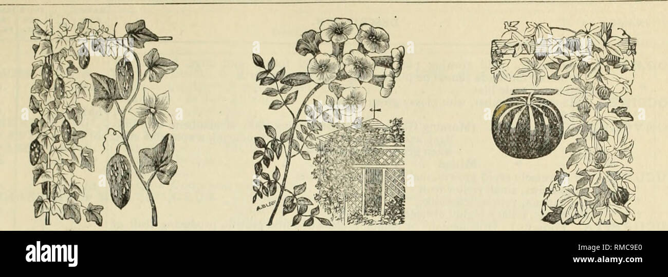 . Annual descriptive catalogue of seeds &amp;c.. Nursery stock, Massachusetts, Catalogs; Flowers, Seeds, Catalogs; Vegetables, Seeds, Catalogs; Gardening, Equipment and supplies, Catalogs. CATALOGUE OF FLOWER SEEDS. 79. COCCINEA INDICA. BIGNONIA. BYRONOPSIS. NAME. DESCRIPTION. HARD. AND DUK. h'g't FT. PRICE PER OZ. pRica PBR PKT. hhA 2 •OS tt 2 •OS 2 •OS 2 .10 I •OS I •OS I •OS I •OS 2 .10 2 .10 H .10 ZINNIA. The double Zinnia is one of the novelties of recent years. The flowers are large, beau- tifully formed, and exceedingly handsome; invaluable for bouquets. Elegans, fi. pi. Alba, white &qu Stock Photo