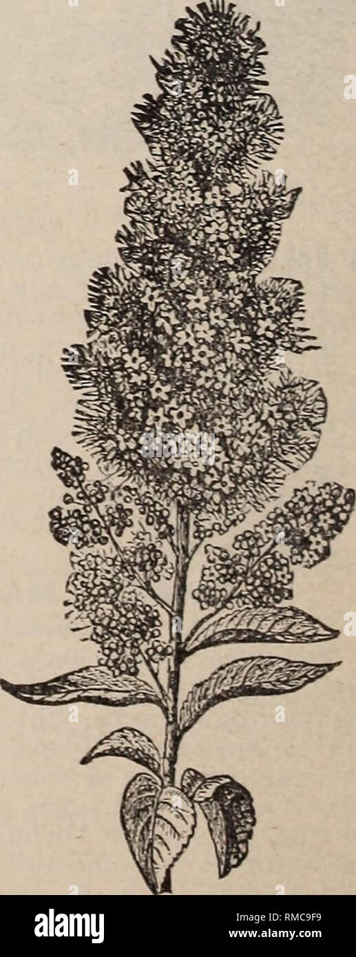 . Annual illustrated and descriptive catalogue of new, rare and beautiful plants. Tropical plants Catalogs; Nursery stock Florida Catalogs. SAPINDUS SAPONARIA. (Tropical Soapberry.) The seed vessels of this plant are employed for washing purposes, and the round black seeds are made up into rosaries and articles of ornament. Tree quite ornamental; native of the West Indies and south Florida. 25 cts. each. SCHIZOLOBIUM EXCELSUM. From Brazil. A tall tree, with great decompound leaves. A very rapid grower, and will probably prove a valuable shade tree for southern Florida. 50 cts. to §1 each. SPIR Stock Photo