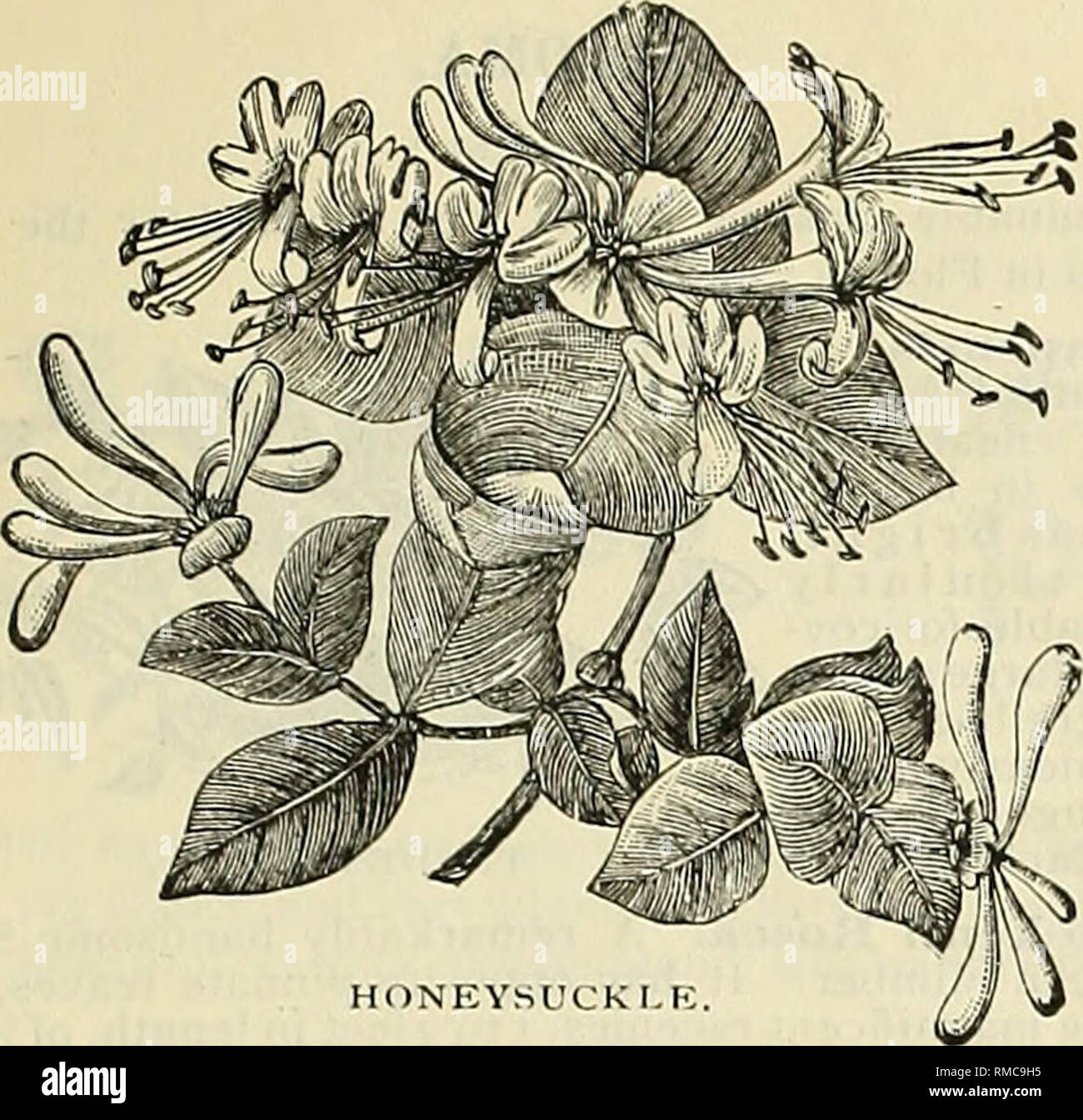 . Annual illustrated and descriptive catalogue of new, rare and beautiful plants and seeds. Nurseries (Horticulture) Florida Catalogs; Plants, Ornamental Catalogs; Flowers Catalogs; Tropical plants Catalogs; Fruit trees Seedlings Catalogs. CLIMBING AND TRAILING PLANTS. 45. LONICERA. (Honeysuckle.) Favorite hardy climbers, succeeding well in Florida, regardless of situation. Li. aurea reticulata. (Japan Golden-leaved.J Foliage variegated with yellow. 25 cts. each. Li. Chiiiensis sempervirens. (Chinese Evergreen&quot; Honeysuckle.) 20 cts. each. Li. Halleana. (Hall's Japan Honeysuckle.) One of t Stock Photo