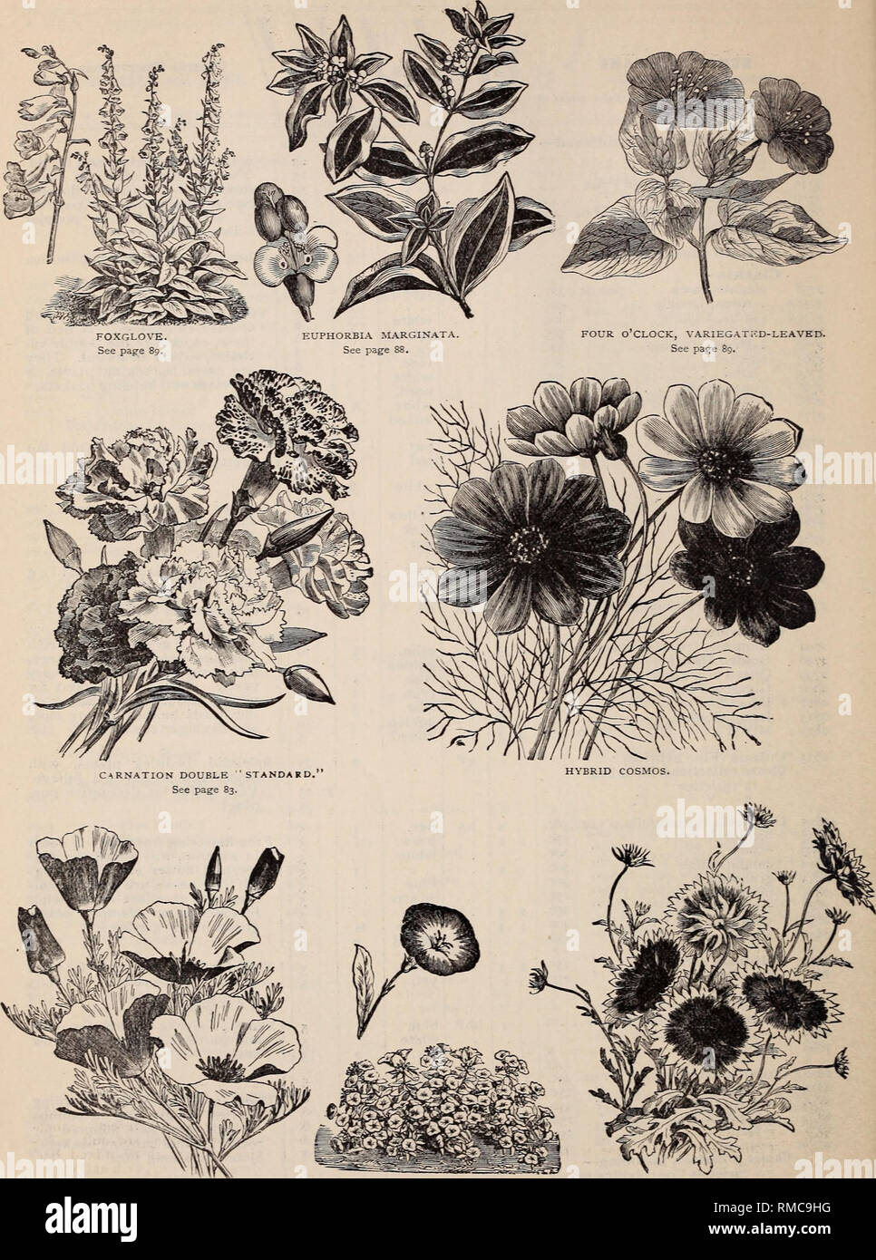 . Annual descriptive catalogue of seeds : the largest collection in the world for the flower garden for the lawn for the vegetable garden for the farm &amp; nursery. Nurseries (Horticulture) New York (State) Catalogs; Vegetables Catalogs; Flowers Seeds Catalogs; Bulbs (Plants) Catalogs. 86 J. M. Thorburn &amp; Co.. 15 John St.. New York.. ESCHSCHOLTZIA CAL1FORMJA CONVOLVULUS TRICOLOR. GAILLARDIA PICTA. See page 88. See page 85. See page 89.. Please note that these images are extracted from scanned page images that may have been digitally enhanced for readability - coloration and appearance of  Stock Photo