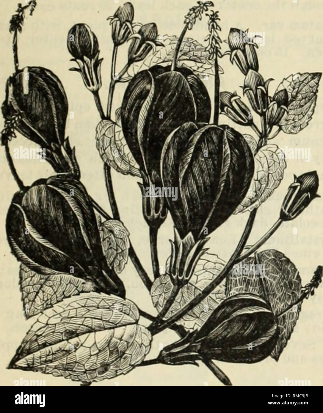 . Annual illustrated and descriptive catalogue of new, rare and beautiful plants and seeds. Nurseries (Horticulture), Florida, Catalogs; Plants, Ornamental, Catalogs; Flowers, Catalogs; Tropical plants, Catalogs; Fruit trees, Seedlings, Catalogs. 53 ACALYPHA. A. inarginata. The Acalyphus are handsome plants, with variegated foliage, succeediuf; well here in the open J round, sprouting: readily from the root if cut down by I l ost, and requiring little attention. In this variety the leaves are margined with several shades of white and pink. A. Mossiae. Variegation beautiful; leaves crimped and  Stock Photo