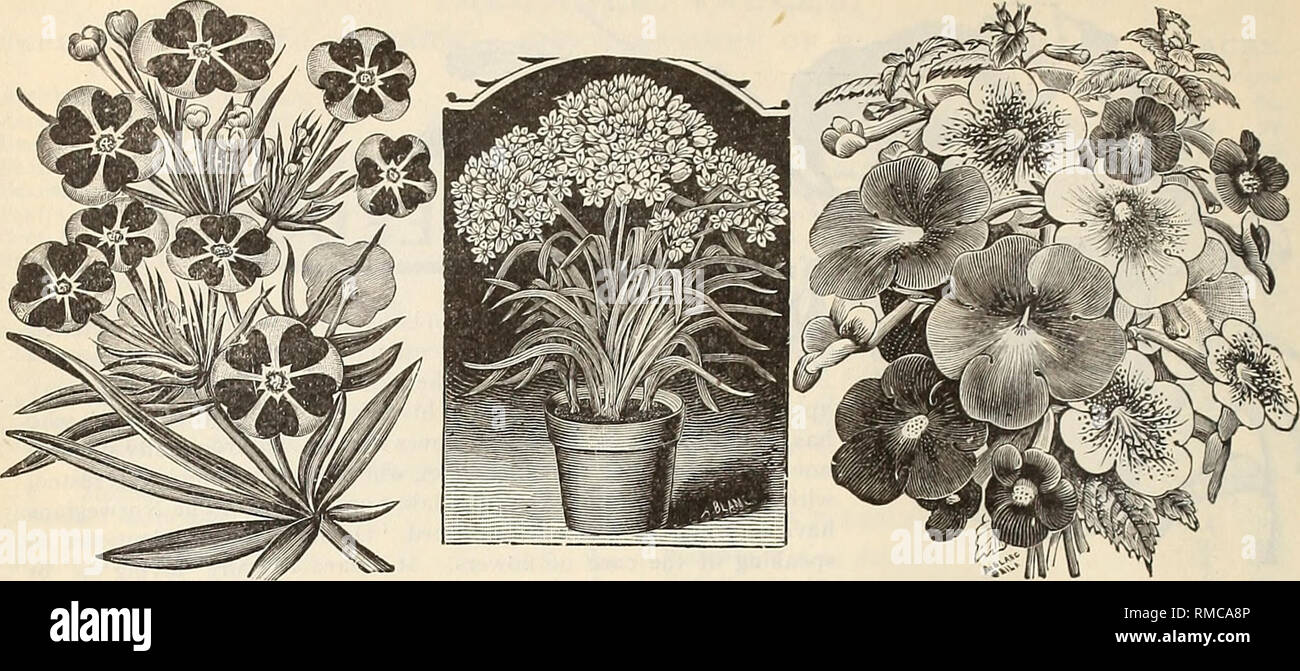 . Annual descriptive catalogue of seeds &amp;c.. Nursery stock Massachusetts Catalogs; Flowers Seeds Catalogs; Vegetables Seeds Catalogs; Gardening Equipment and supplies Catalogs; Nursery stock; Flowers; Vegetables; Gardening. 60 JOSEPH BRECK &amp; SONS (Cokpohation).. ARNEBIA CORNUTA, ALLIUM NEAPOLITANUM. A CHIMENES. NAME. DESCRIPTION'. Hard, and Dur. H'g't Feet. Price per Oz. Price per Pkt. ABOBRA. See Climbers. ABRONIA. Charming trailer, with beautiful sweet-scented, verbena-like flowers. Arenaria, lemon yellow, white striped .......... Umbellata, rosy-lilac Villosa, deep lilac-purple ABUT Stock Photo