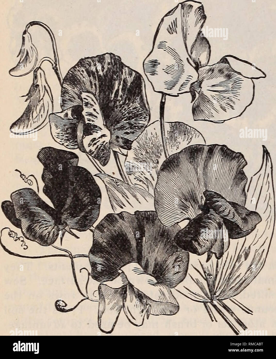 Annual Descriptive Catalogue Of Seeds The Largest Collection In The World For The Flower Garden For,Cute Dog Nose Drawing