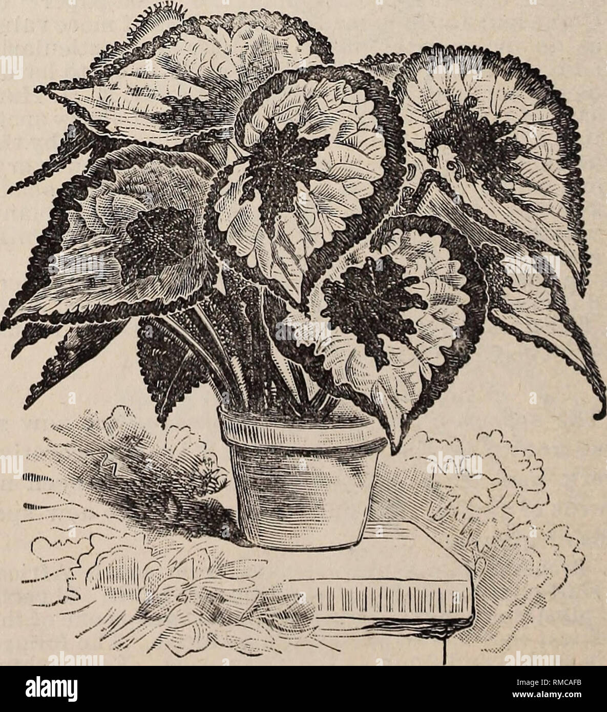 Annual Illustrated And Descriptive Catalogue Of New Rare And Beautiful Plants Tropical Plants Catalogs Nursery Stock Florida Catalogs Azalea Indica See Page 57 Bauhinia Motmtain Ebony An Extensive Genus Of Tropical