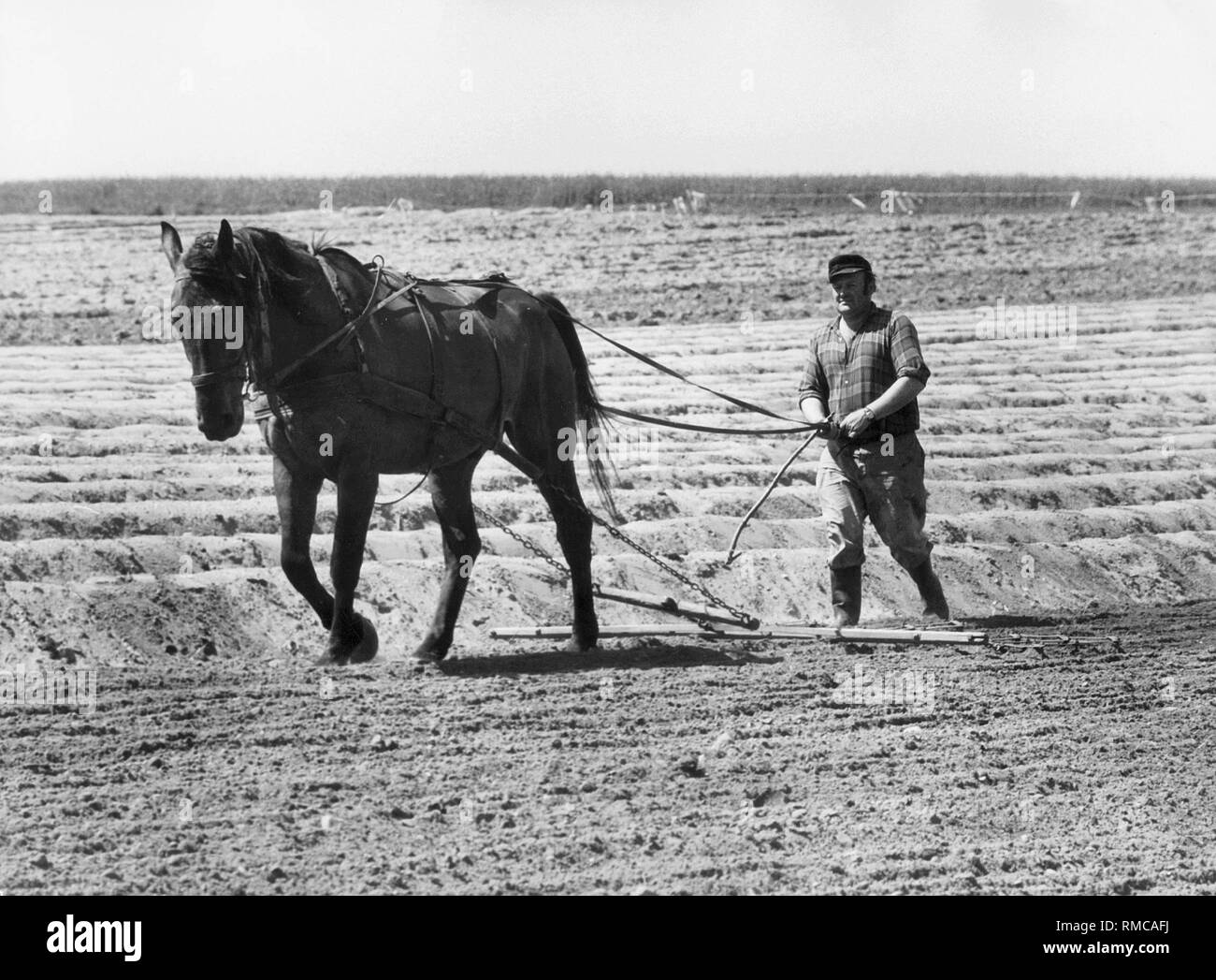 LITTLE BOY on FARM ranch Plow the field HORSES harrow KIDS ART Modern Postcard 
