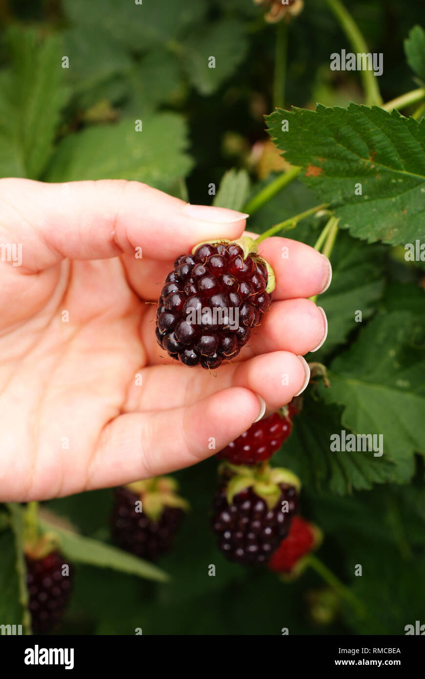 Picking ripe loganberry soft fruit on a pick your own fruit farm Stock Photo