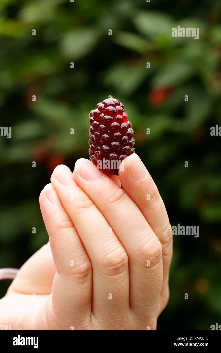Picking ripe loganberry soft fruit on a pick your own fruit farm Stock Photo