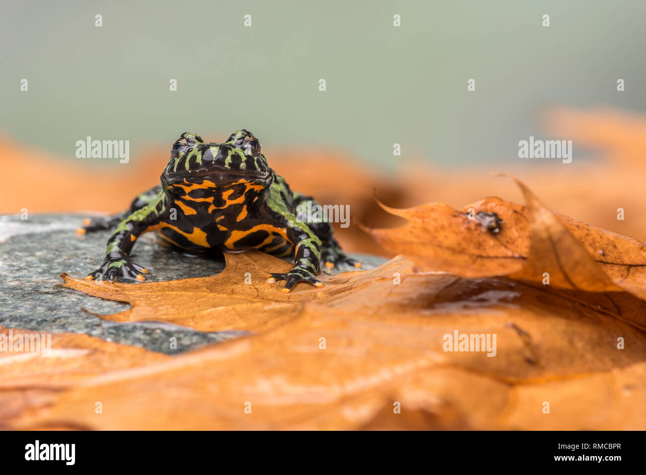 A Fire Bellied Toad (Bombina Orientalis) sitting on a small stone, with orange leaves all around him Stock Photo