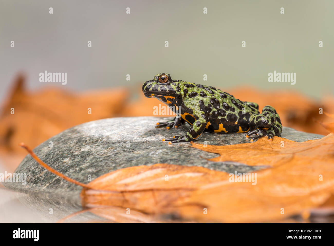 A Fire Bellied Toad (Bombina Orientalis) sitting on a small stone, with orange leaves all around him Stock Photo