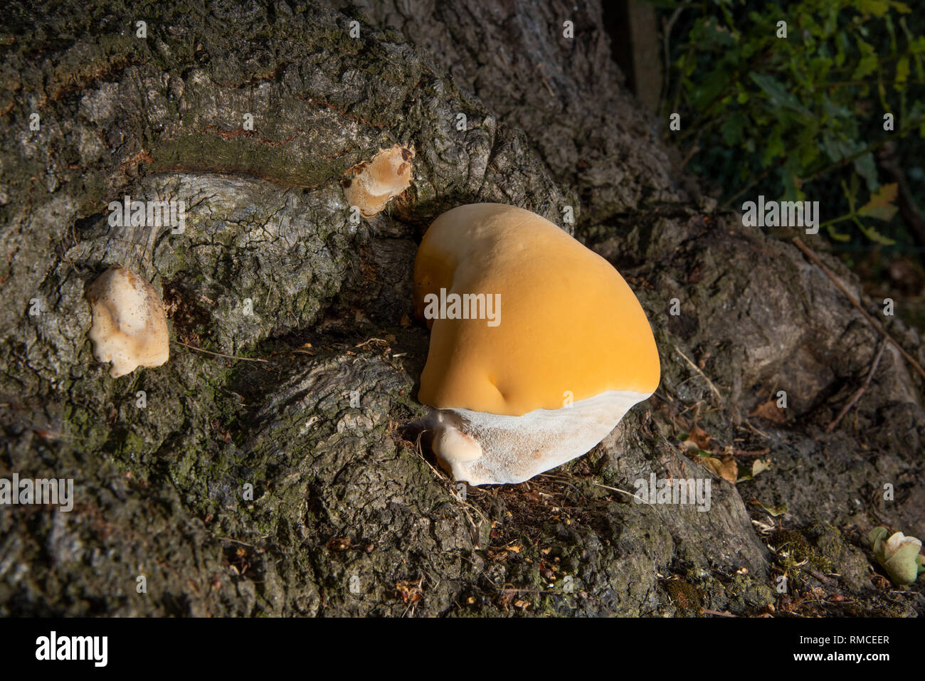 Orange fungi, sponge like fungus growing on a tree trunk, Whitewell, Clitheroe  , Lancashire. Stock Photo