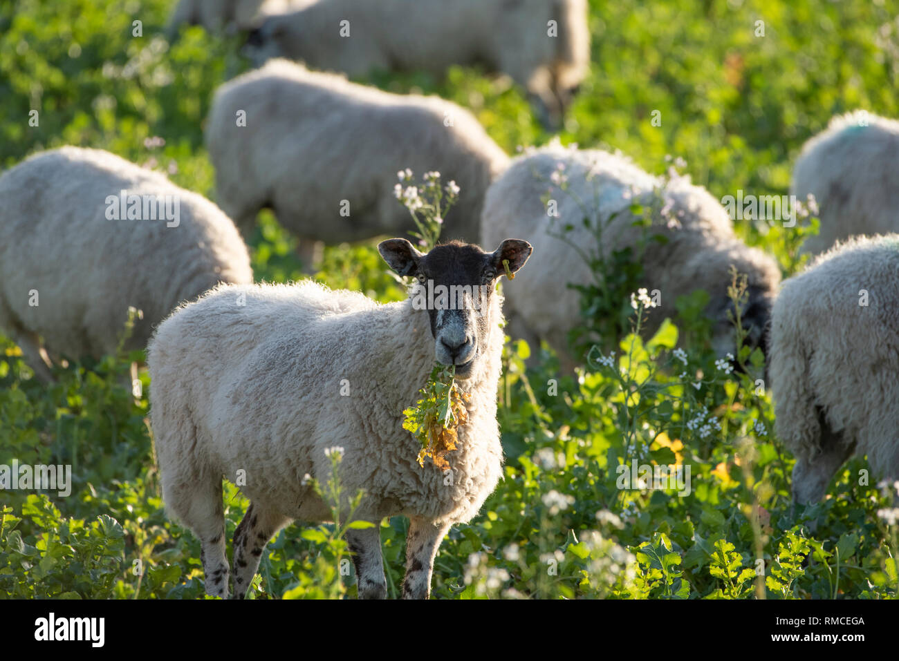 Sheep feeding on turnips hires stock photography and images Alamy