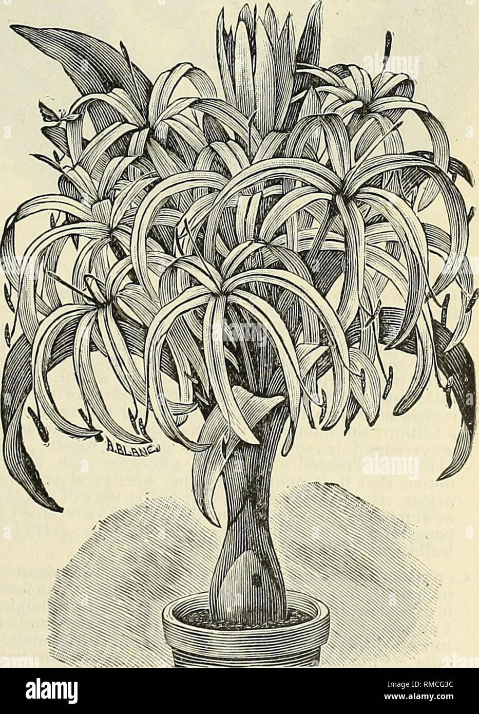 . Annual illustrated and descriptive catalogue of new, rare and beautiful plants and seeds. Nurseries (Horticulture) Florida Catalogs; Plants, Ornamental Catalogs; Flowers Catalogs; Tropical plants Catalogs; Fruit trees Seedlings Catalogs. CRINUM NOBILE. COOPERIA, or GIANT FAIRY LILIES. These charming summer-blooming bulbs are closely uillied to the Zephyrantlies, but have a very distinct ap- pearance. The}' produce their beautiful, primrose- scented, lily-like white flowers on stems 10 to 15 inches tall, and are remarkable in the Amaryllis family for open 1 ing their flowers first during the  Stock Photo