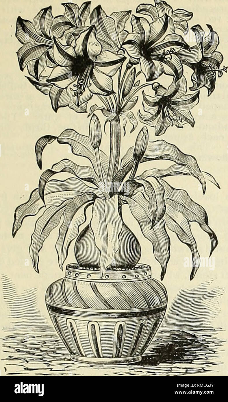 . Annual illustrated and descriptive catalogue of new, rare and beautiful plants and seeds. Nurseries (Horticulture) Florida Catalogs; Plants, Ornamental Catalogs; Flowers Catalogs; Tropical plants Catalogs; Fruit trees Seedlings Catalogs. CHOICE BULBS AND TUBEROUS PLANTS. 29. CRINUM NOBILE. COOPERIA, or GIANT FAIRY LILIES. These charming summer-blooming bulbs are closely uillied to the Zephyrantlies, but have a very distinct ap- pearance. The}' produce their beautiful, primrose- scented, lily-like white flowers on stems 10 to 15 inches tall, and are remarkable in the Amaryllis family for open Stock Photo