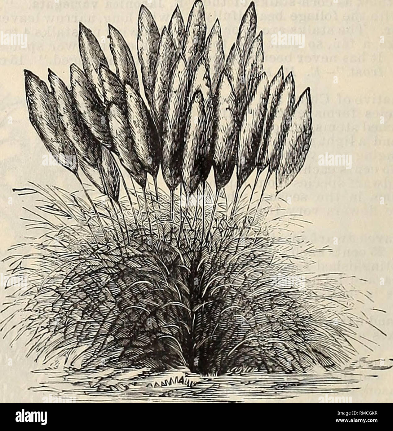 Annual Illustrated And Descriptive Catalogue Of New Rare And Beautiful Plants And Seeds Nurseries Horticulture Florida Catalogs Plants Ornamental Catalogs Flowers Catalogs Tropical Plants Catalogs Fruit Trees Seedlings Catalogs 28