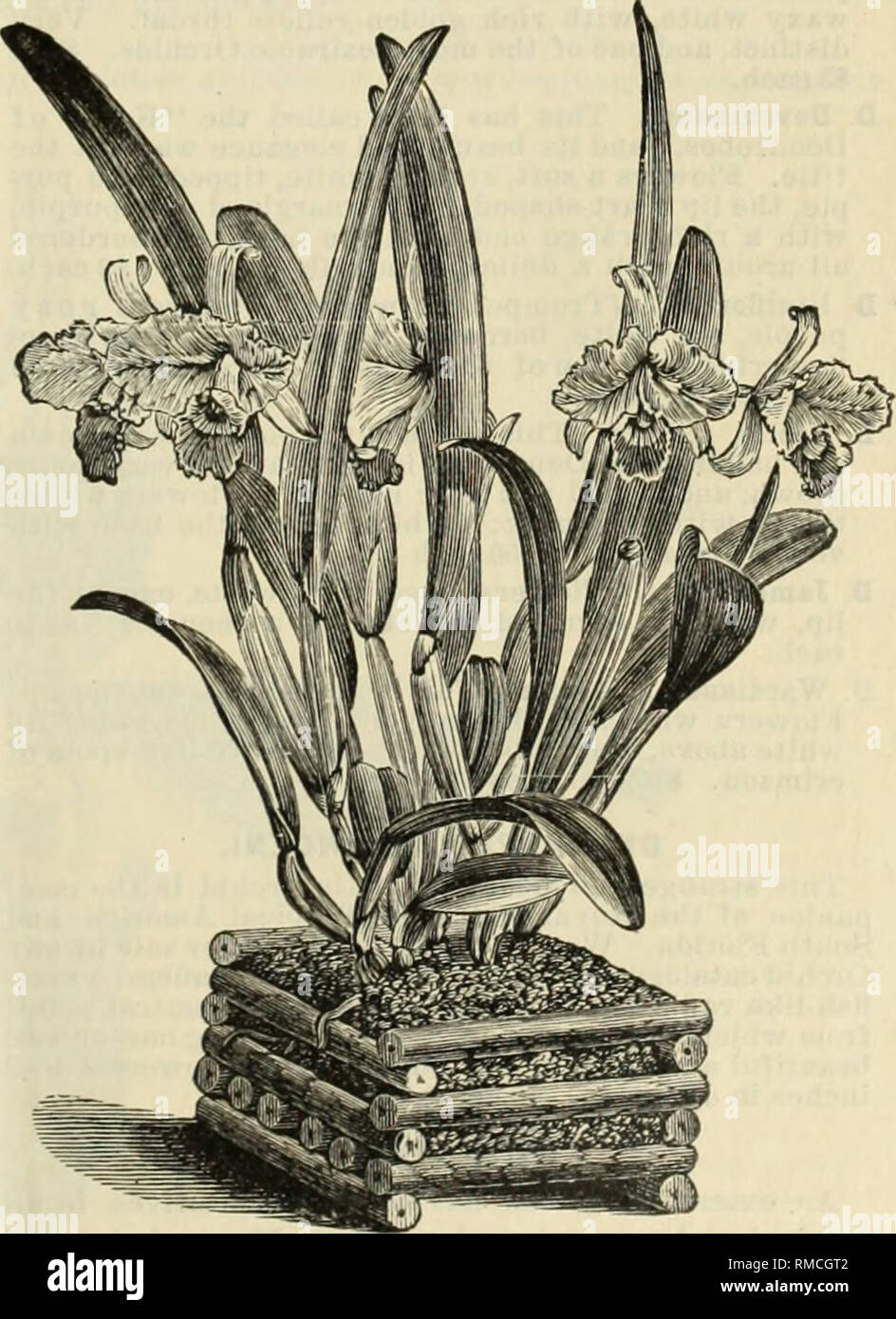 . Annual illustrated and descriptive catalogue of new, rare and beautiful plants and seeds. Nurseries (Horticulture), Florida, Catalogs; Plants, Ornamental, Catalogs; Flowers, Catalogs; Tropical plants, Catalogs; Fruit trees, Seedlings, Catalogs. Orchids. 23 ONCIDIUM. 0. papilio. (The Butterfly Orchid.) Trinidaci. Flowers large, bright yellow, barred with brown. The resem- blaucetoalarge butterfly is striking. $1.50 to$2.50 each. 0. papilio Krameriannm. A distinct and beautiful va- riety ; the flowers are large and darker colored, the markings very clear and distinct. Large plants, with with t Stock Photo