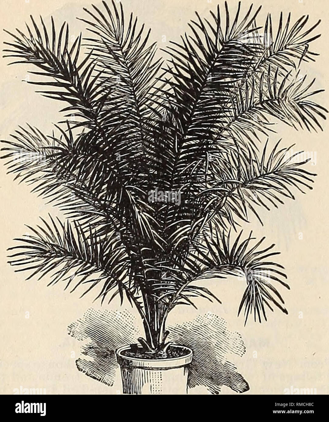 . Annual illustrated and descriptive catalogue of new, rare and beautiful plants and seeds. Nurseries (Horticulture), Florida, Catalogs; Plants, Ornamental, Catalogs; Flowers, Catalogs; Tropical plants, Catalogs; Fruit trees, Seedlings, Catalogs. The American Exotic Nurseries. Seven Oaks, Florida.. Pluciiix reclinala. (See page 15.) PH(ElfIX, continued, P. rupicola.* Himalayas. One of the most tender of the species, but not likely to be injured in South Flor- ida. This species is excelled by but few plants in beauty, and being of somewhat dwarf habit, it is eminently adapted for florists' use. Stock Photo
