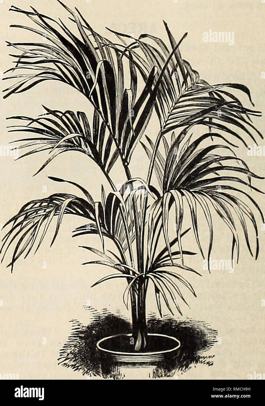 . Annual illustrated and descriptive catalogue of new, rare and beautiful plants and seeds. Nurseries (Horticulture), Florida, Catalogs; Plants, Ornamental, Catalogs; Flowers, Catalogs; Tropical plants, Catalogs; Fruit trees, Seedlings, Catalogs. Chamcsrops ex eels a. CARYOTA. C. aobolifera. Malacca. An elegant, slender-stemmed species; leaves bipinnate, light shining green. 50 cts. to $1.50 each. C. urens. India. (Fish-tail Palm.) The largest growing of the species, and one of the most ornamental. The sap of this species is largely used in making a kind of wine or toddy; hence it is known as  Stock Photo