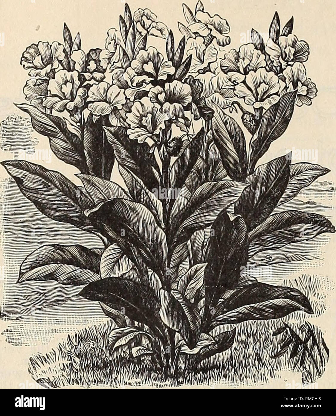 . Annual illustrated and descriptive catalogue of new, rare and beautiful plants and seeds. Nurseries (Horticulture), Florida, Catalogs; Plants, Ornamental, Catalogs; Flowers, Catalogs; Tropical plants, Catalogs; Fruit trees, Seedlings, Catalogs. The American Exotic Nurseries. Seven Oaks. Florida.. Canna flaccida. CALATHEA CROTALIFERA. ( Tlie Rattlesnake Plant.) A stately plant, closely related to the Marantas. The leaves are a rich, lustrous green, with prominent lighter nerves, and on full grown plants measure two by three feet, borne on long arching petioles. Among the unique and interestin Stock Photo