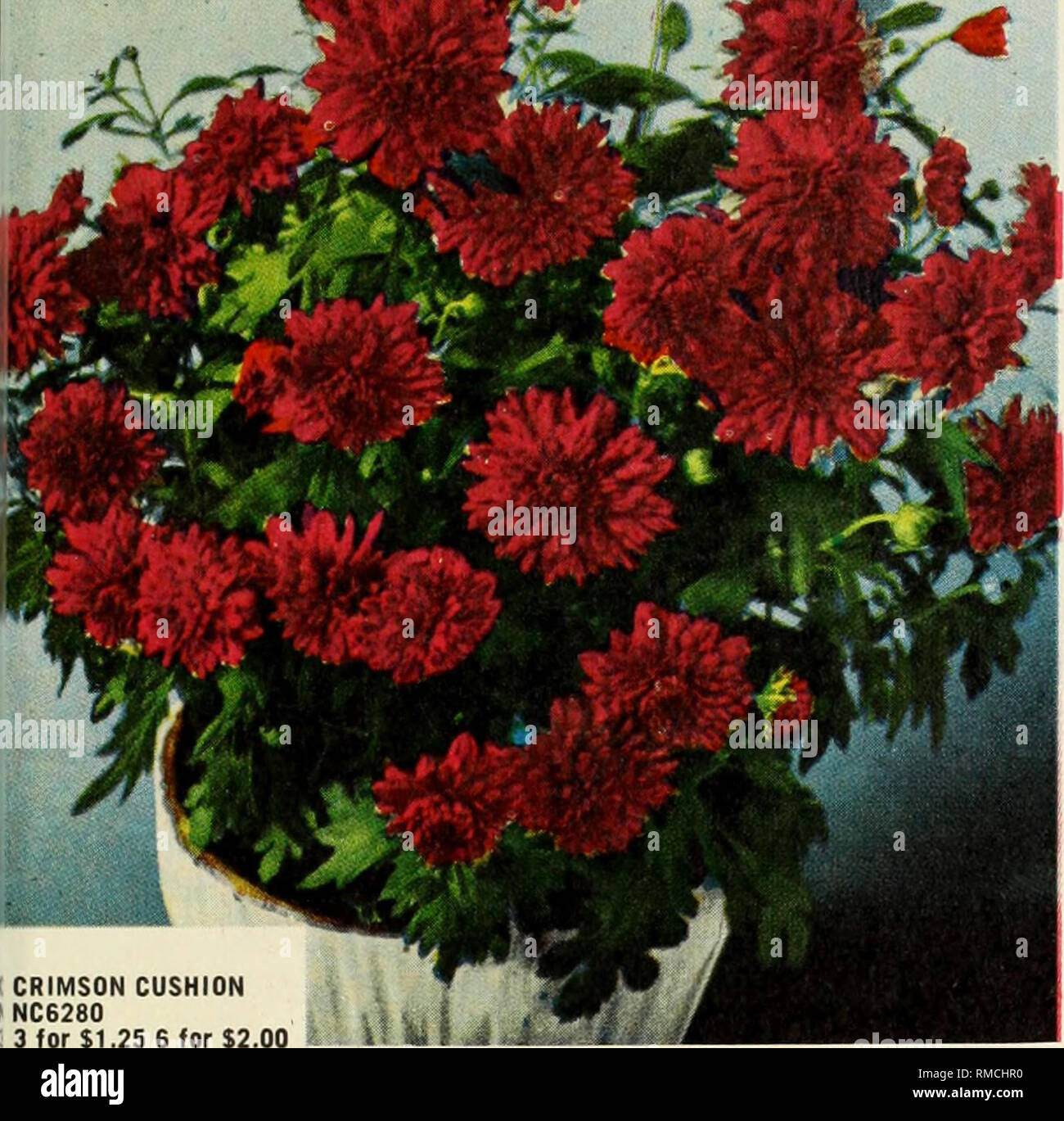 Annual mum carnival. Nurseries Horticulture Catalogs Flowers