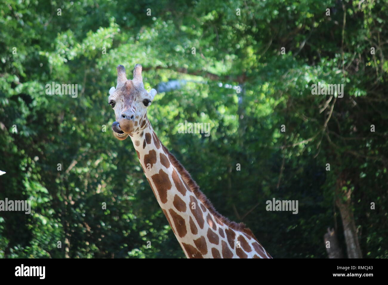 Goofy Giraffe Stock Photo