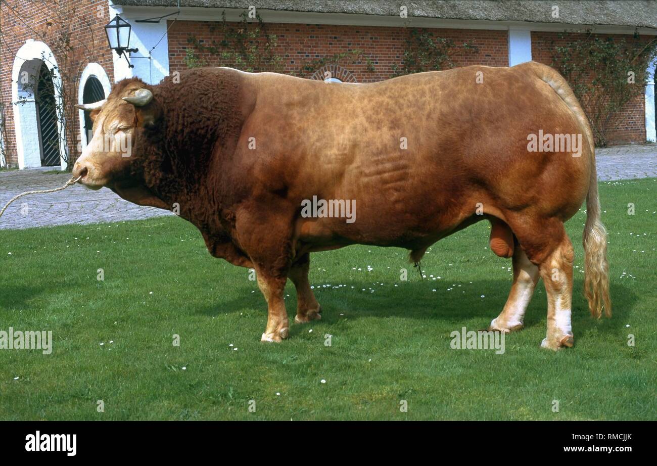 The Limousin cattle is a single-purpose beef cattle from France. It is  plain light to dark red, the muzzle and the eye area are brighter. These  animals are very robust and frugal.