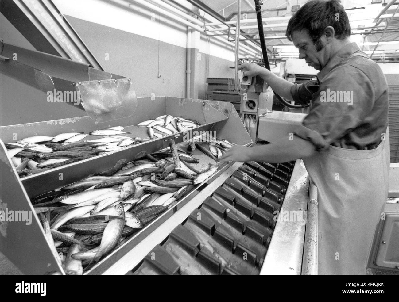 Worker sorting fish on a machine. Stock Photo